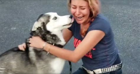 Woman Never Thought She D See Her Husky Again Two Years Later He Comes Running