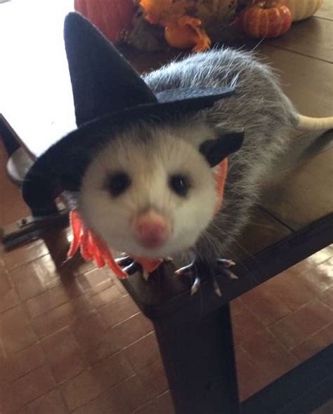 Pin By Oo On Witchcraft Awesome Possum Cute Creatures Possum