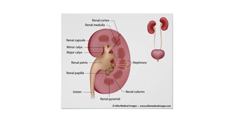 There is a printable worksheet available for download here so you can take the quiz. Kidney anatomy, labeled diagram. poster | Zazzle.com