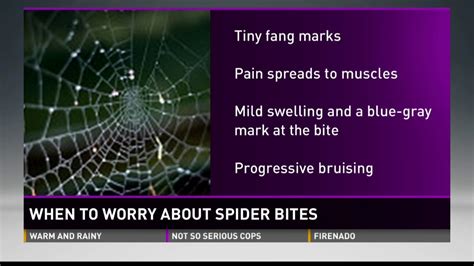 When To Worry About Spider Bites Pediatric Expert Tips Youtube