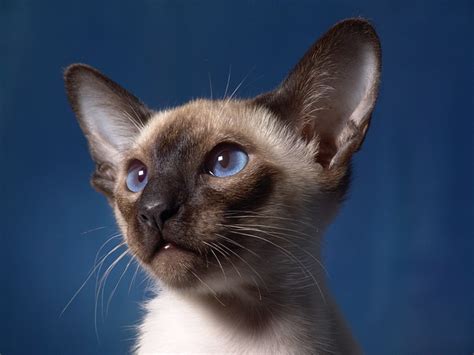 Siamese Cat Breed Traits And Personalities
