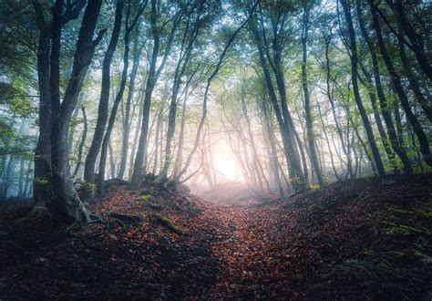 Beautiful Mystical Forest In Fog High Quality Nature Stock Photos