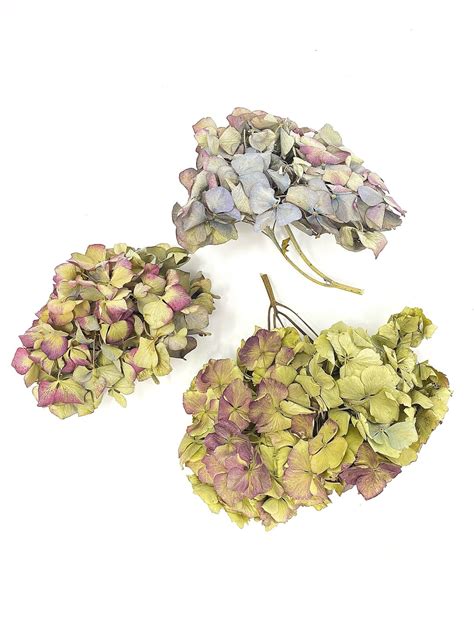 Dried Hydrangea Flat Heads Stemless Hydrangea Dry Flowers Etsy