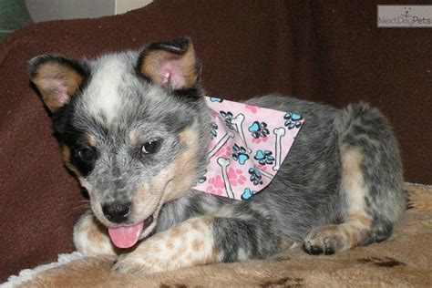 They were traditionally used for driving cattle along by nipping at their heels. Australian Cattle Dog/Blue Heeler puppy for sale near Battle Creek, Michigan | 755f1dc7-67a1