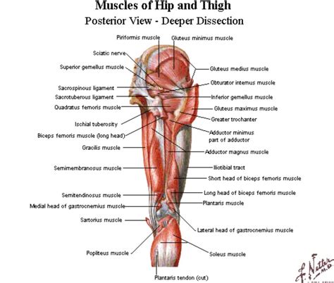 Deep Muscles Of The Posterior Thigh Netter Anatomia Musculos