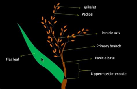 Parts Of Rice Plant And Its Function