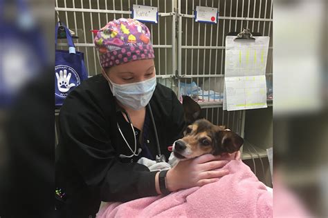 Emergency Veterinary Hospital To Open In Clarksville