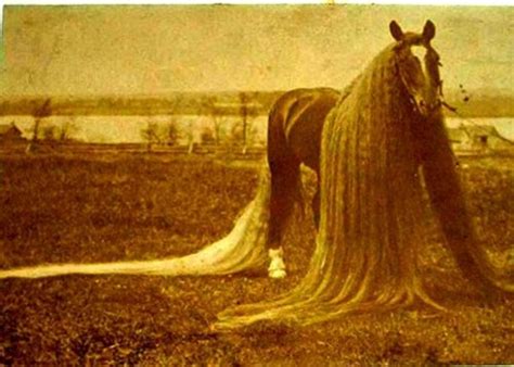 I'm used to it, said xie qiuping. Linus the Long Haired Wonder Horse - Neatorama
