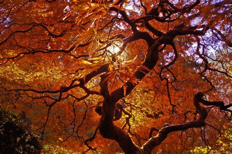 Automne Season Nature Landscapes Rain Fall Wallpapers Leaf Tree