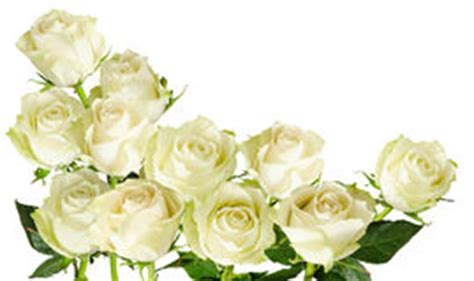 Frühlingsblumenstrauss in weiss zum selber machen diy anleitung. Weißer Rose-Weiß-Hintergrund Stockbild - Bild: 14964101