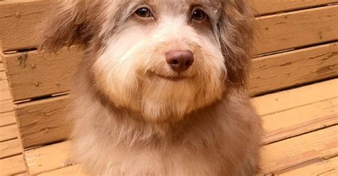 Un Chien Devient La Sensation Du Web Avec Un Visage Aux Traits Très