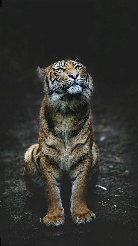 1920x1080px 1080p Free Download Tiger Animal Sitting Wild Hd