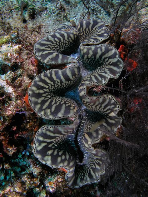 file giant clam blackandwhite komodo wikimedia commons