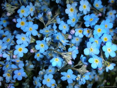 They are scientifically known as myosotis laxa. forget-me-not - Flowers Photo (22283844) - Fanpop