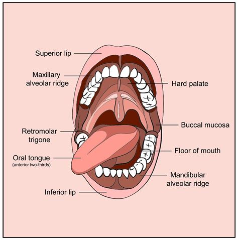 Oral Cavity Anatomy Functions And Diseases Medical Li Vrogue Co