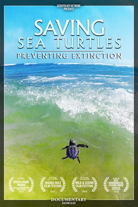 Saving Sea Turtles Photo Gallery