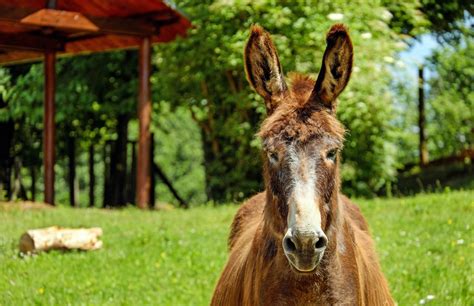 Free Images Nature Meadow Wildlife Pasture Grazing Fauna Donkey