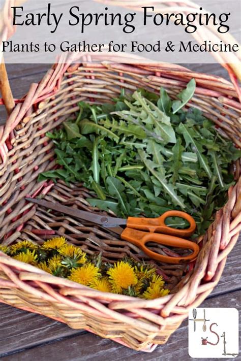 Early Spring Foraging Plants To Gather For Food And Medicine Homespun