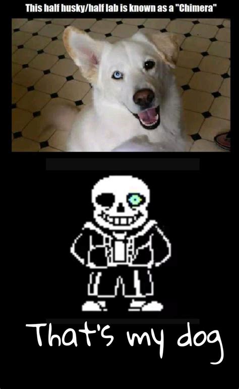 The Best Sans Memes Memedroid