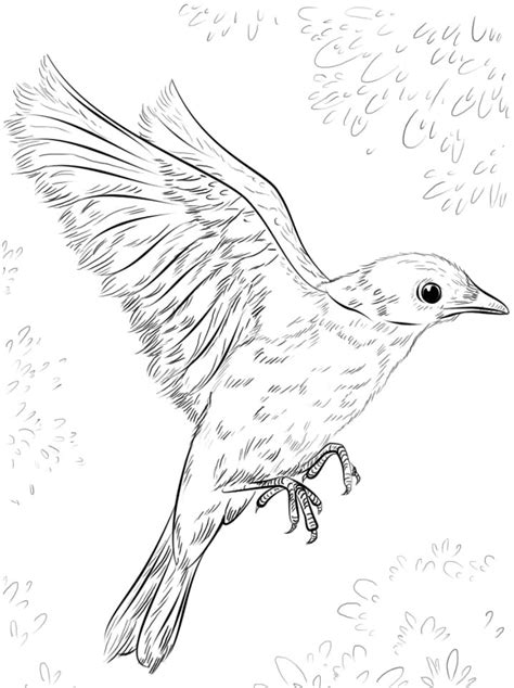 Bluebird Flying Coloring Page Free Printable Coloring Pages For Kids