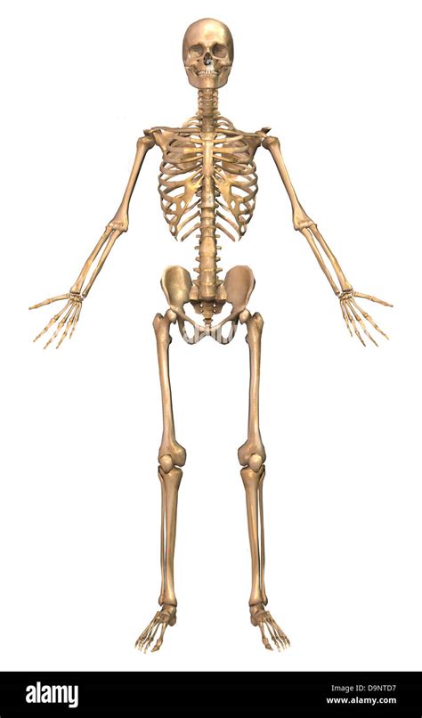 Human Skeletal System Front View Stock Photo Alamy