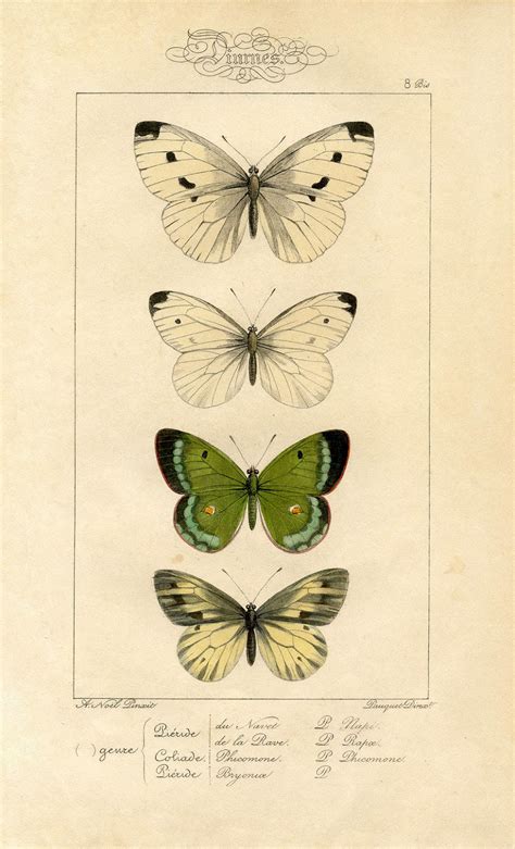 Butterfly Wall Art Antique Butterfly Image Print Natural History