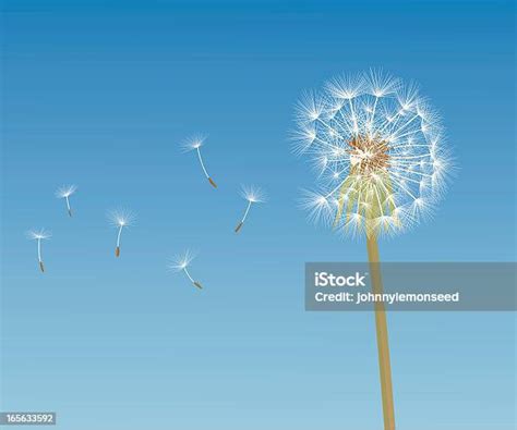 Dandelion Stock Illustration Download Image Now Istock