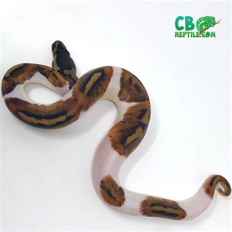 Pied Ball Python For Sale Online Baby Piebald Pythons For Sale Near Me