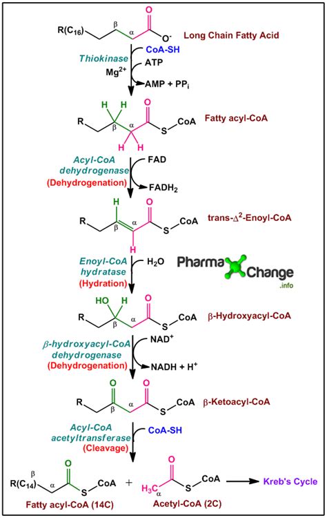 Beta Oxidation Of Fatty Acid Detail Explanation With Easy Trick To My