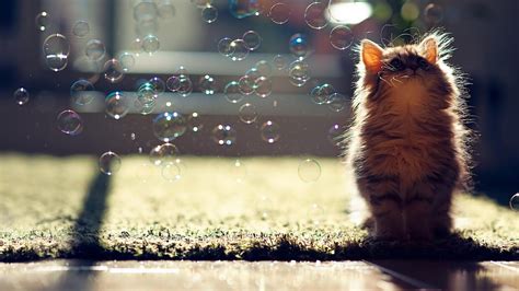 Cute Kitten Bubbles 4k 3840x2160 15 Wallpaper Pc Desktop