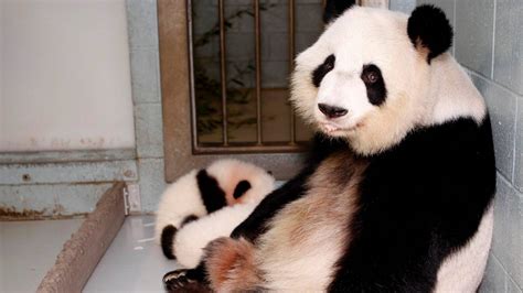 Giant Panda Is No Longer Endangered Experts Say Nz