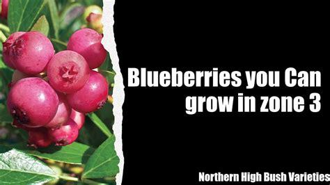 What Blueberry Plant To Grow In Zone 3 Youtube