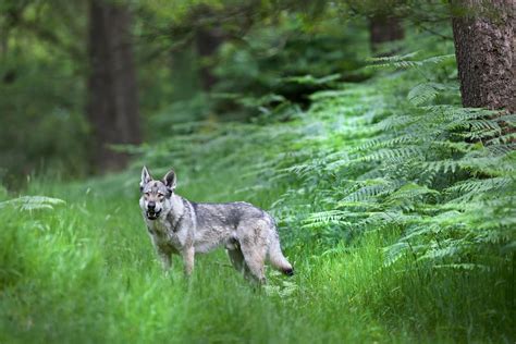 Walking With Wolves Predator Experience Cumbria Falconry Days