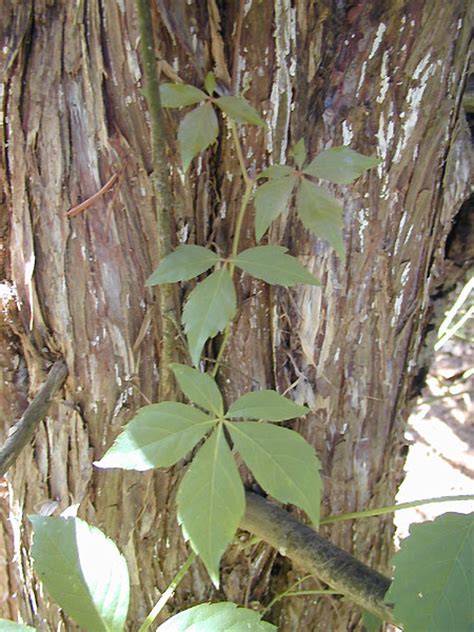 Identifying Poison Ivy Poison Oak And Poison Sumac Through Pictures