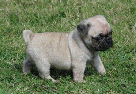 We'll be talking to st. Pug Puppies For Sale | Saint Pete Beach, FL #154013