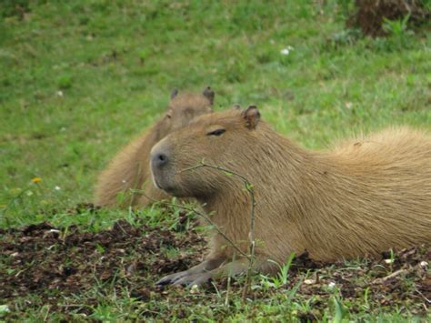 Kolik Stojí Kapybara Cena 2024 Magazeencz