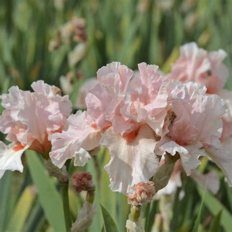 Iris Lenora Pearl Perennial Resource