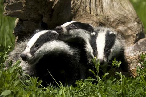 Cute Badgers Olives Animals