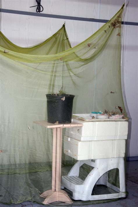 Some like moist mushroom compost. Feed the butterflies, have them mate and lay eggs