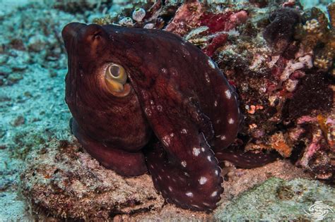 Day Octopus Facts Photographs And Video Seaunseen