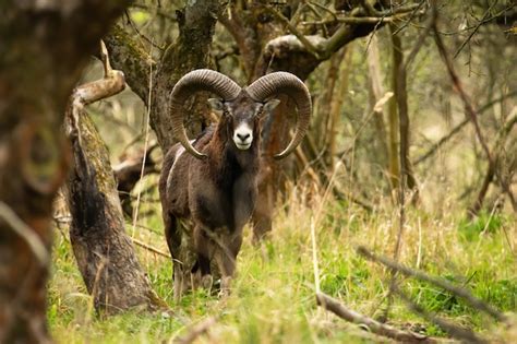 Premium Photo Shy Mouflon Ram With Long Curved Horns Looking Into
