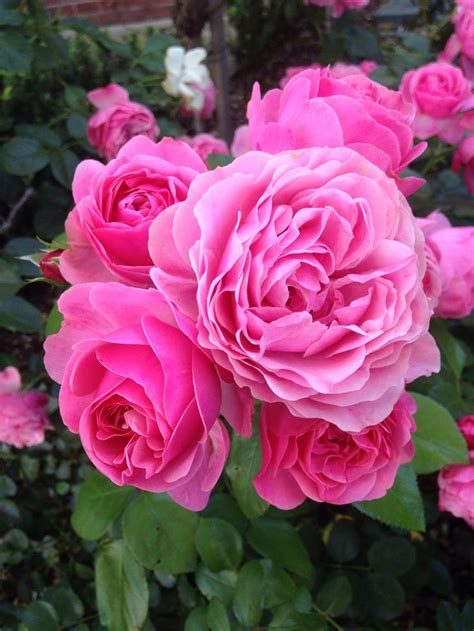 Natural Posey Beautiful Roses Flowers Rose