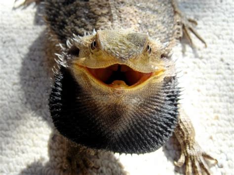 How To Identify Bearded Dragon Gender Clever Pet Owners