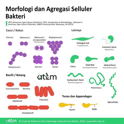 Mengenal Morfologi Bentuk Sel Koloni Dan Flagella Pada Bakteri Atlm Riset