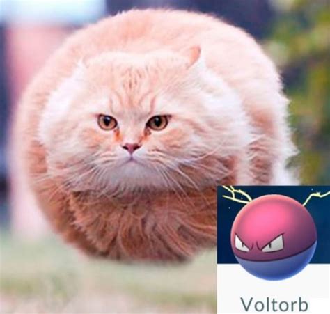 Top 10 Catchable Cats That Look Like Pokemon