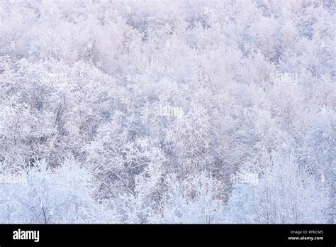 Winter Forest Trees In The Snow Texture Stock Photo Alamy