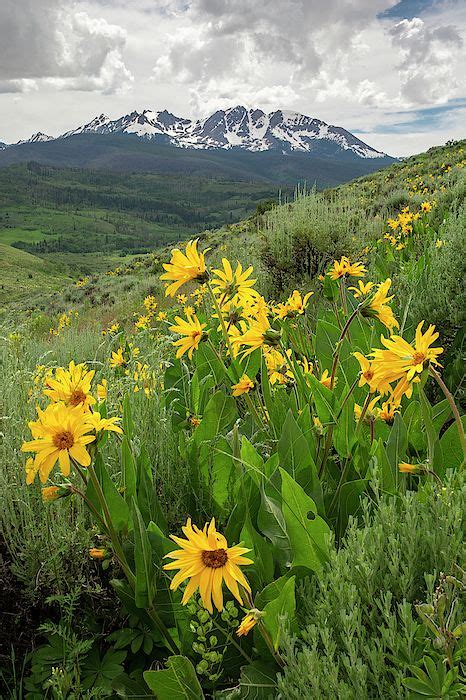 55 Alpine Wildflowers Ideas Wild Flowers Colorado Photography Colorado