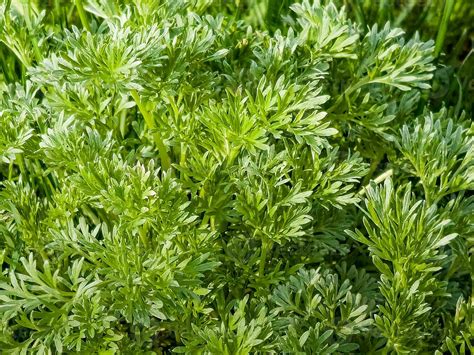 Primer Plano De Artemisia Annua De Ajenjo Dulce De Cultivo Fresco Annie Dulce Pastos De