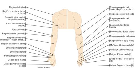 Anatomía De La Extremidad Superior E Anatomy
