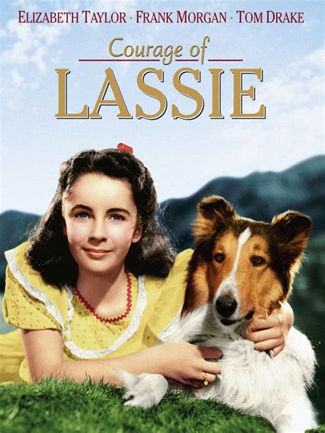 ¿conoces La Historia De Lassie La Verdad Noticias